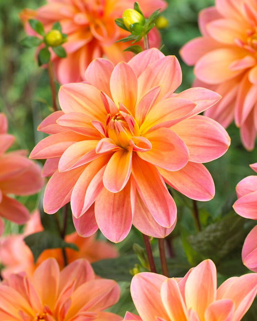 Dahlia Dekorativ Mister Fringe 1-pakning NYHET